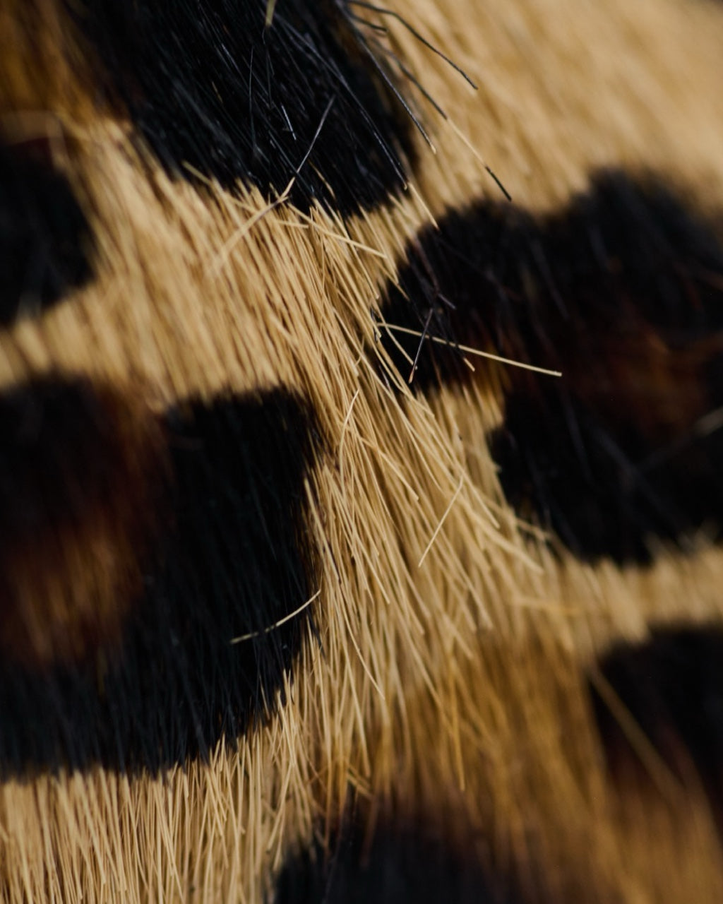 Tenis Golden Goose  Superstar Animal Print 36